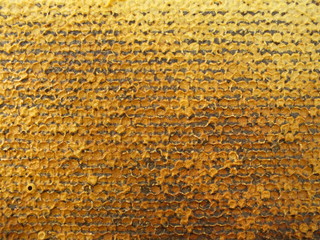 Honeycomb full of honey. Golden sweet texture.
Closed honeycomb