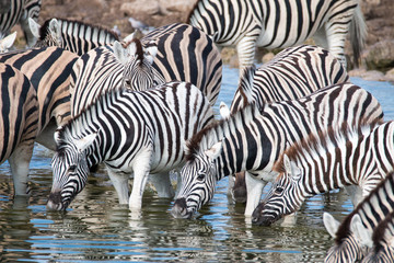 Fototapeta na wymiar Watching zebras at a waterhole on safari in Etosha National Park, Namibia, Africa