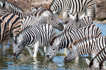 Obraz na płótnie Canvas Watching zebras at a waterhole on safari in Etosha National Park, Namibia, Africa