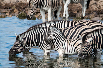 Fototapeta na wymiar Watching zebras at a waterhole on safari in Etosha National Park, Namibia, Africa