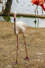 Close up of a pink flamingo bird on water background