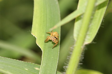 jumping spider   