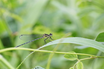 dragonfly