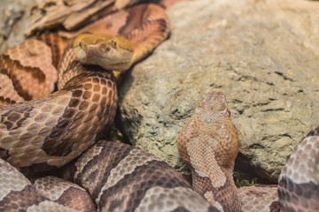 Südlicher Kupferkopf