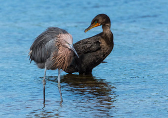 Reddish Egret