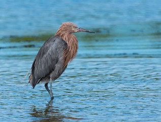 Reddish Egret