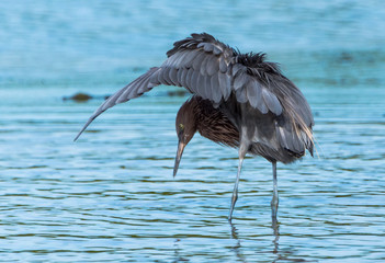 Reddish Egret