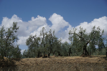 Italien Toskana Vinci Landschaft Olivenhain