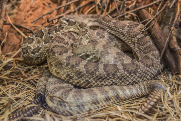 Westliche Klapperschlange