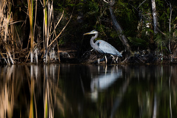 Great Blue Heron