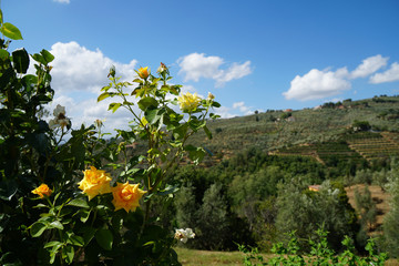 Vinci, Italien, Toskana, Urlaub, Rosen