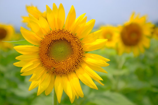 ひまわり 兵庫県 佐用町 - Sunflower in Sayo-town Hyogo prefecture Japan