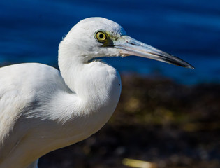 Little Blue Heron Juvenile