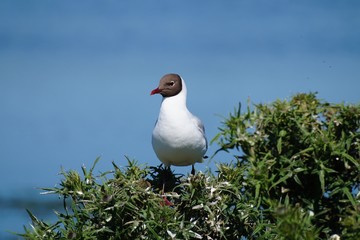 Mouette