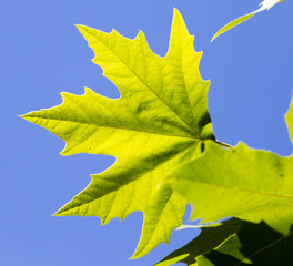 Green maple leaves on a tree in the nature