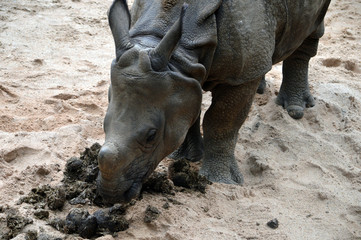 Obraz premium Nashorn