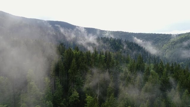 Aerial Forest in Fog