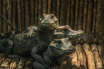 Krokodile