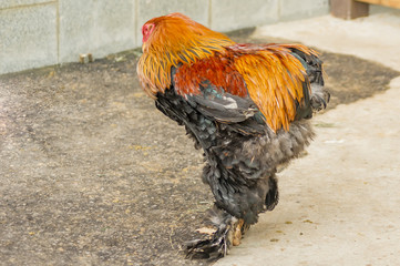 closeup of big colorful cock. Partridge Brahma
