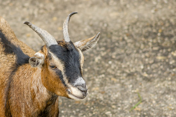 Portrait of young brown goat