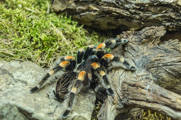 Vogelspinne