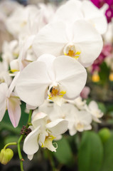 The beauty of orchids
