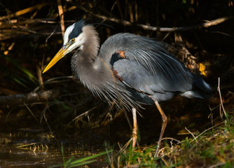 Great Blue Heron