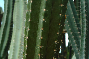 close up cactus background