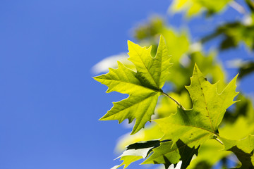 Green maple leaves on a tree in the nature