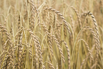 Field of spelt