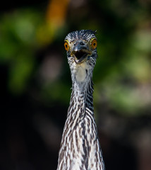 Black Crowned Night Heron