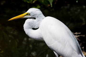 Great White Egret