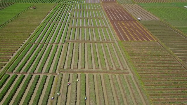 Beautiful aerial view of rows of red onion farmland and water irrigation in Brebes, Central Java, Indonesia. Shot in 4k resolution