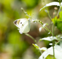 White butterfly on a plant in nature