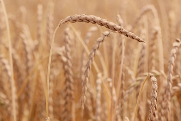 Field of spelt