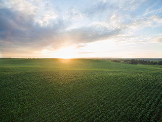 Fototapeta na wymiar aerial view of a beautiful sunset over green corn fields - agricultural fields