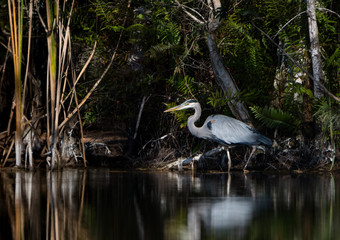 Great Blue Heron