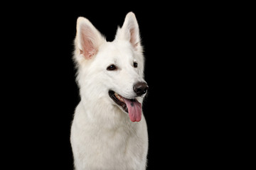 Portrait of White Swiss Shepherd Dog Looks Happy on Isolated Black Background, front view