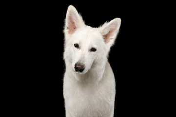 Portrait of White Swiss Shepherd Dog Looks Curious on Isolated Black Background, front view