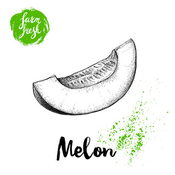 Hand drawn sketch style melon cut isolated on white background. Farm fresh food vector illustration.