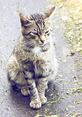 Graceful cat sitting on the asphalt in the sun