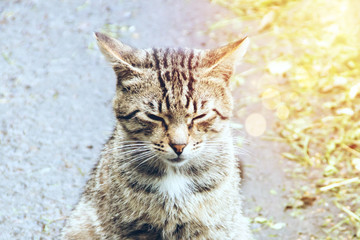 Graceful cat sitting on the asphalt in the sun