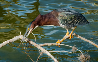 Green Heron