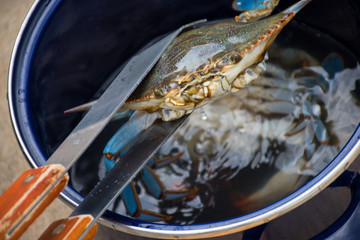 live blue crab