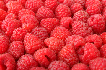 A lot of sweet red raspberries close-up