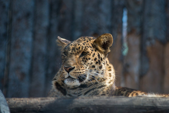 Far-Eastern leopard strong fast wild animal