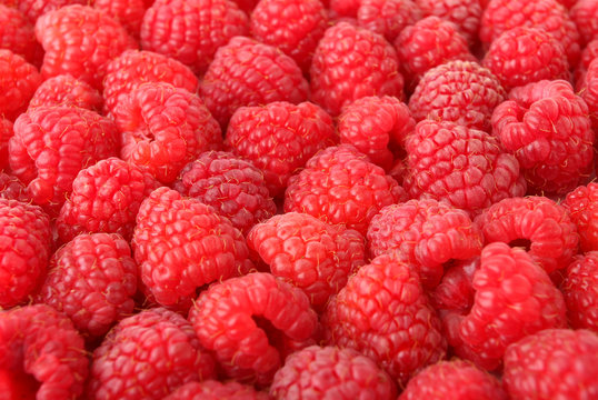 A lot of sweet red raspberries close-up