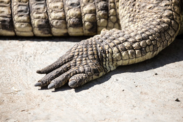 Obraz premium Foot of the crocodile in the zoo