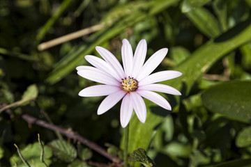Obraz premium Daisy.