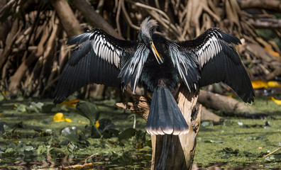 Anhinga